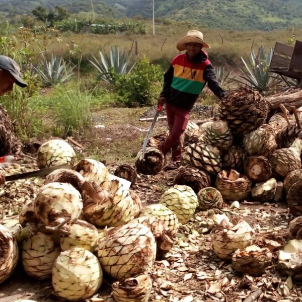 OAXACA Y SU MEZCAL ARTESANAL